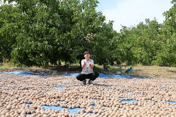 Foto - En çok yetiştiği bölgelerden birisi Türkiye’de! Köyde yetişiyor ABD ve Avrupa kapış kapış alıyor