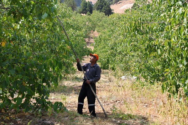 Foto - En çok yetiştiği bölgelerden birisi Türkiye’de! Köyde yetişiyor ABD ve Avrupa kapış kapış alıyor