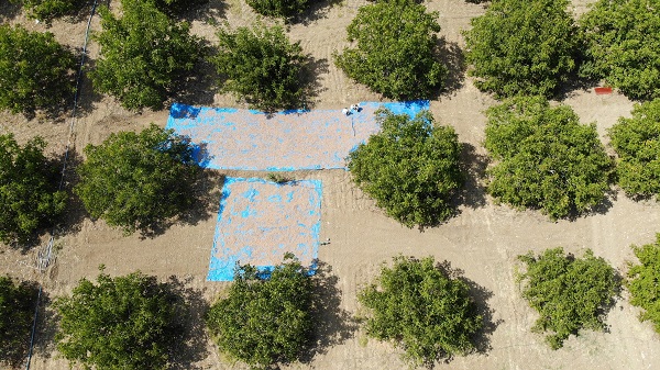 Foto - En çok yetiştiği bölgelerden birisi Türkiye’de! Köyde yetişiyor ABD ve Avrupa kapış kapış alıyor