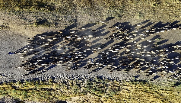 Foto - En zorlu göç yolculuğu! 