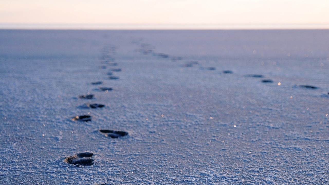 Foto - Endemik bitki türleri böyle korunacak