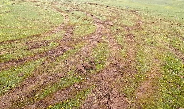 Foto - Endemik çiçekleri ezdiler