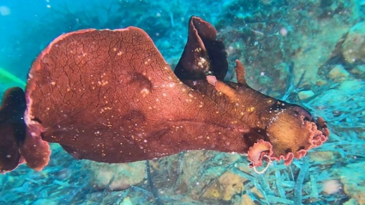 Foto - Ender rastlanan balık o ilimizde gün yüzüne çıktı! "Hayran kalmamak mümkün değil