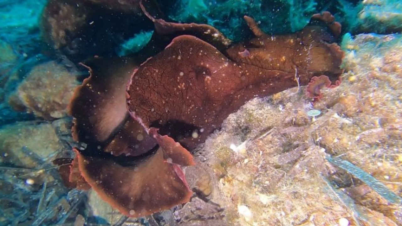 Foto - Ender rastlanan balık o ilimizde gün yüzüne çıktı! "Hayran kalmamak mümkün değil