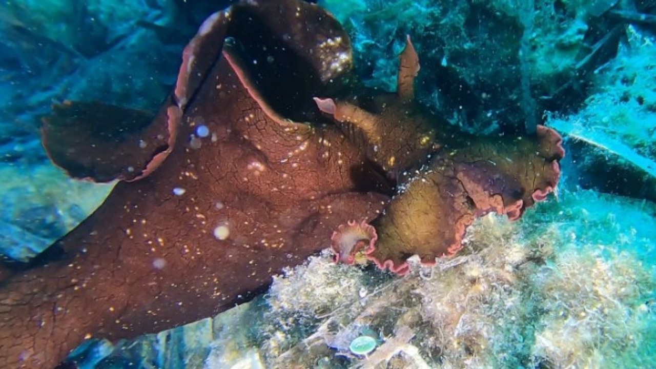 Foto - Ender rastlanan balık o ilimizde gün yüzüne çıktı! "Hayran kalmamak mümkün değil