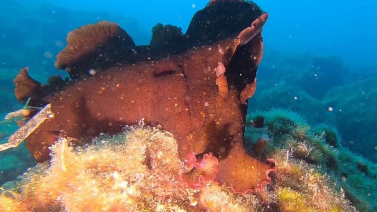 Foto - Ender rastlanan balık o ilimizde gün yüzüne çıktı! "Hayran kalmamak mümkün değil