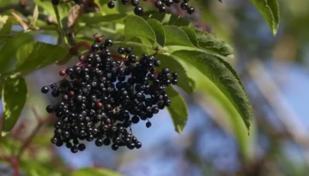 Foto - Ender Saraç'tan pratik ve doğal 10 öneri! Kalkanınız bağışıklığınız olsun