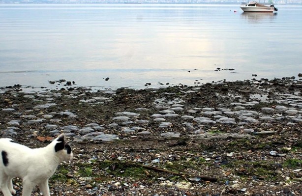 Foto - Endişelendiren görüntü: İlk kez bu sabah gördük