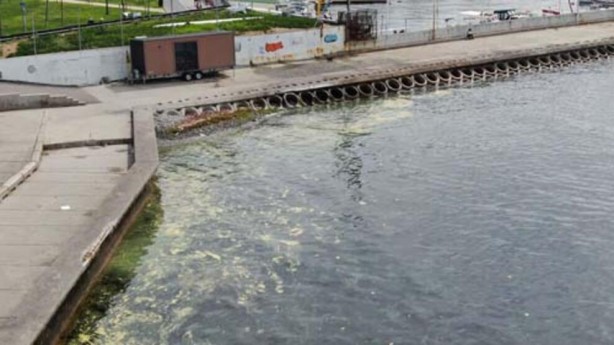 Foto - Endişelendiren görüntü! Müsilaj geri döndü