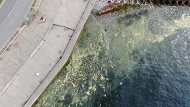 Foto - Endişelendiren görüntü! Müsilaj geri döndü