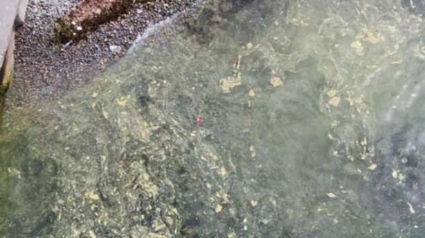 Foto - Endişelendiren görüntü! Müsilaj geri döndü