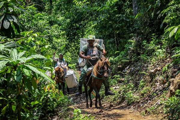 Foto - Endonezya seçime böyle hazırlandı! Turist değil seçim pusulası gezdiriyorlar