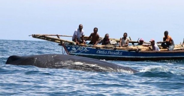 Foto - Endonezya'da sıradışı av