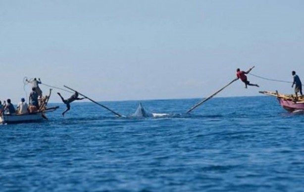 Foto - Endonezya'da sıradışı av
