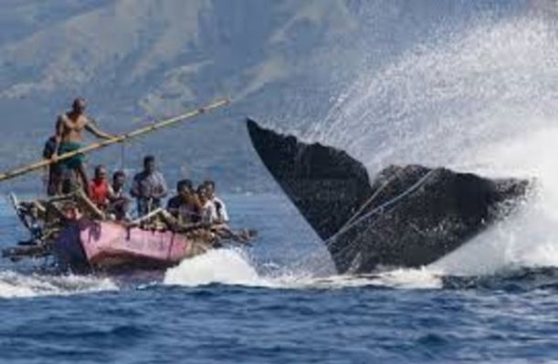 Foto - Endonezya'da sıradışı av