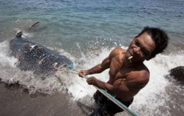 Foto - Endonezya'da sıradışı av