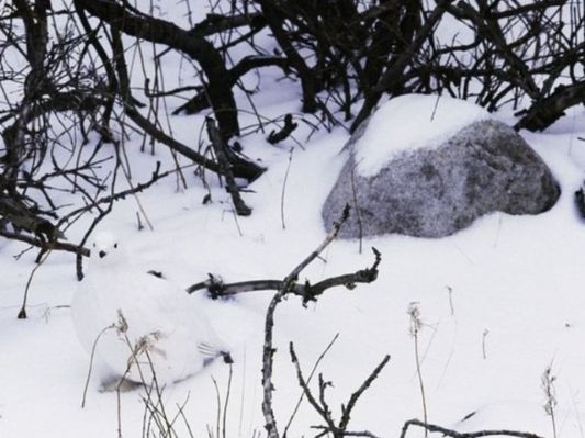Foto - Endonezya'da sıradışı av