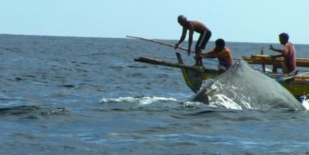 Foto - Endonezya'da sıradışı av