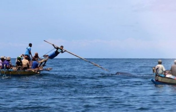 Foto - Endonezya'da sıradışı av