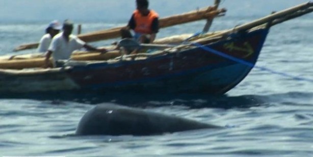 Foto - Endonezya'da sıradışı av
