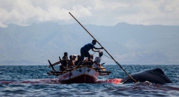 Foto - Endonezya'da sıradışı av