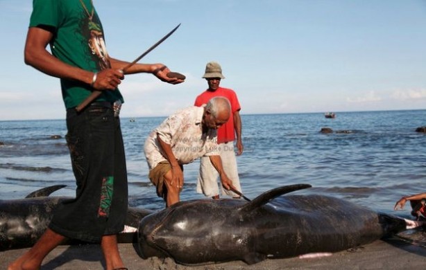Foto - Endonezya'da sıradışı av