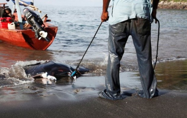 Foto - Endonezya'da sıradışı av