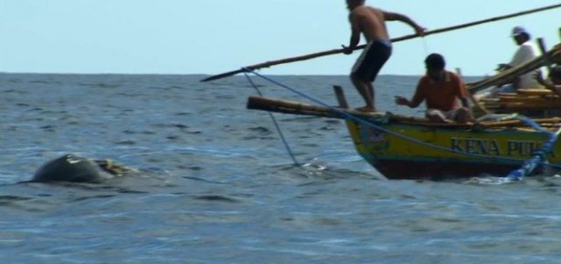Foto - Endonezya'da sıradışı av