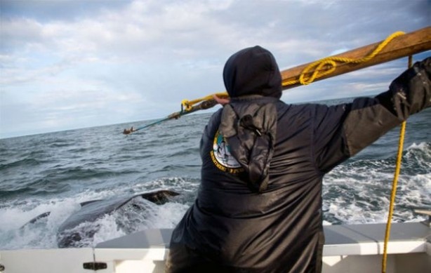 Foto - Endonezya'da sıradışı av
