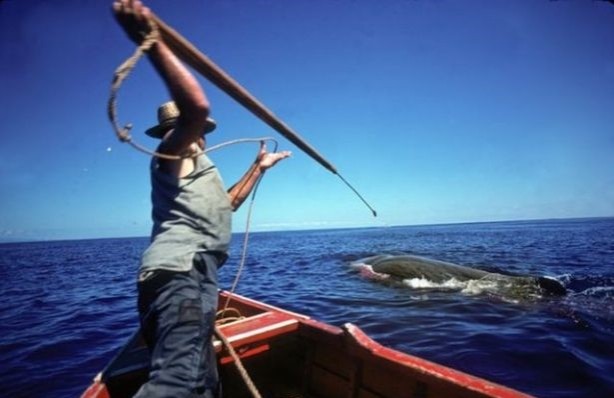 Foto - Endonezya'da sıradışı av