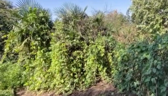 Foto - Endonezya'dan tohum getirdi! Türkiye'de bahçesinde yetişiyor! Kendi küçük ama inanılmaz yoğun gelen talep var!