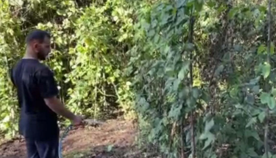 Foto - Endonezya'dan tohum getirdi! Türkiye'de bahçesinde yetişiyor! Kendi küçük ama inanılmaz yoğun gelen talep var!