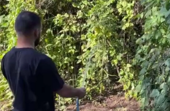 Foto - Endonezya'dan tohum getirdi! Türkiye'de bahçesinde yetişiyor! Kendi küçük ama inanılmaz yoğun gelen talep var!