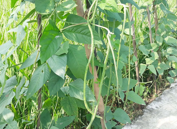 Endonezya'dan tohum getirdi! Türkiye'de bahçesinde yetişiyor! Kendi küçük ama inanılmaz yoğun gelen talep var!