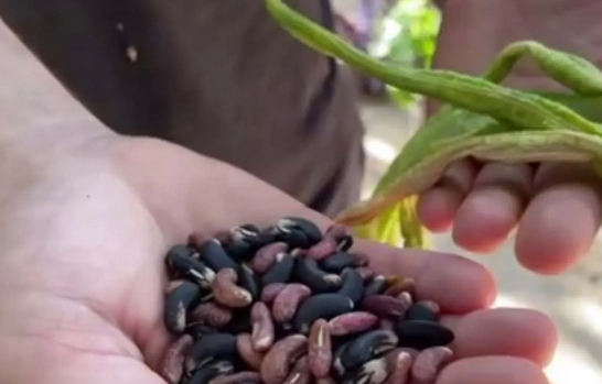 Foto - Endonezya'dan tohum getirdi! Türkiye'de bahçesinde yetişiyor! Kendi küçük ama inanılmaz yoğun gelen talep var!