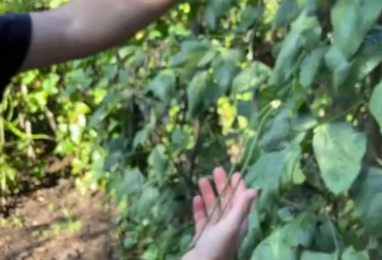 Foto - Endonezya'dan tohum getirdi! Türkiye'de bahçesinde yetişiyor! Kendi küçük ama inanılmaz yoğun gelen talep var!