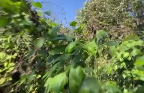 Foto - Endonezya'dan tohum getirdi! Türkiye'de bahçesinde yetişiyor! Kendi küçük ama inanılmaz yoğun gelen talep var!