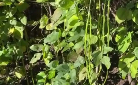 Foto - Endonezya'dan tohum getirdi! Türkiye'de bahçesinde yetişiyor! Kendi küçük ama inanılmaz yoğun gelen talep var!