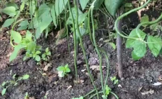 Foto - Endonezya'dan tohum getirdi! Türkiye'de bahçesinde yetişiyor! Kendi küçük ama inanılmaz yoğun gelen talep var!