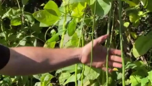 Foto - Endonezya'dan tohum getirdi! Türkiye'de bahçesinde yetişiyor! Kendi küçük ama inanılmaz yoğun gelen talep var!