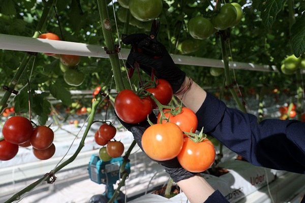 Foto - Enerjisi çöpten elde ediliyor, Avrupa’ya ihraç ediliyor