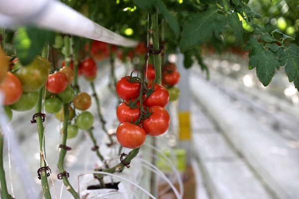 Foto - Enerjisi çöpten elde ediliyor, Avrupa’ya ihraç ediliyor