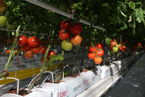 Foto - Enerjisi çöpten elde ediliyor, Avrupa’ya ihraç ediliyor