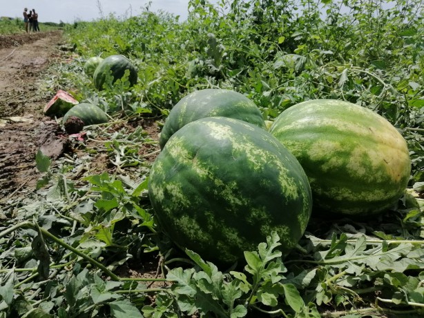 Foto - Enflasyon mu düştü? ‘Dilim karpuz satılıyor satılıyor’ diyenlere kötü haber