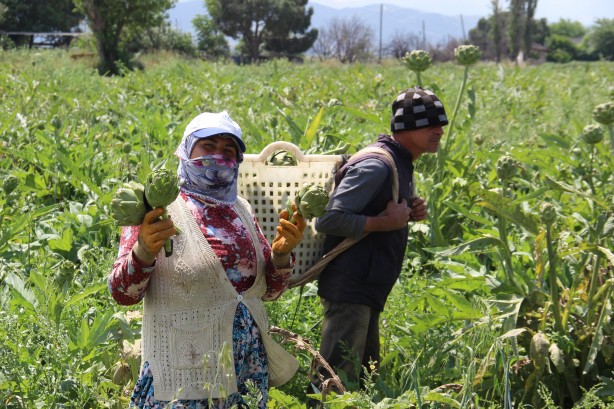 Foto - Enginar hasadında sona yaklaşıldı