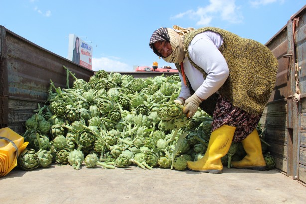 Foto - Enginar hasadında sona yaklaşıldı
