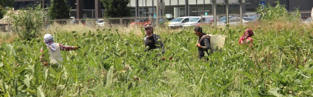 Foto - Enginar hasadında sona yaklaşıldı