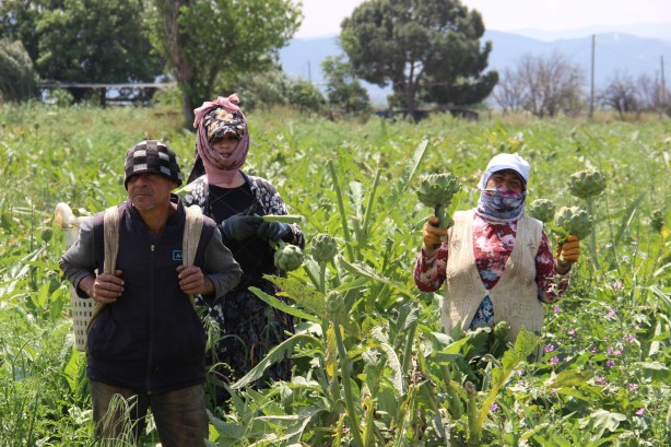 Enginar hasadında sona yaklaşıldı
