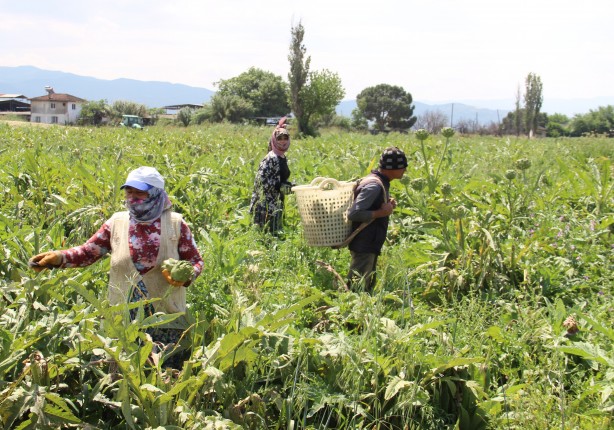 Foto - Enginar hasadında sona yaklaşıldı