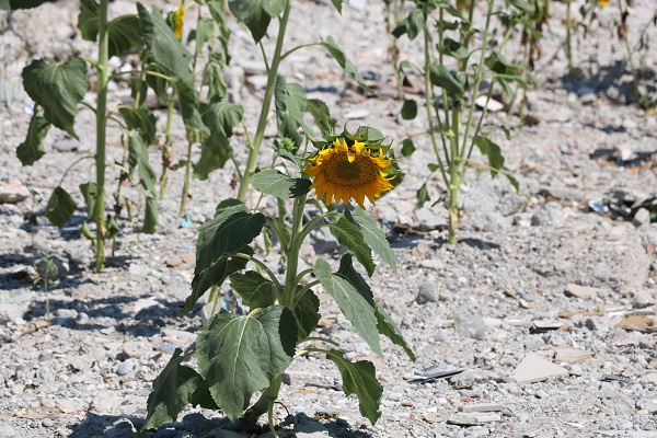 Foto - Enkaz altında kalan alandan ilginç manzara